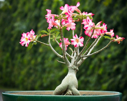 Adenium Care Guide: Essential Care Instructions