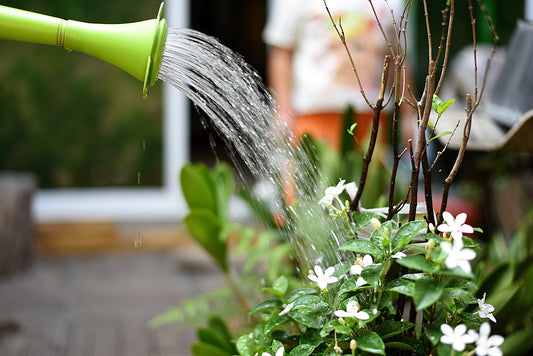 Avoid overwatering mistakes that can kill your flowers