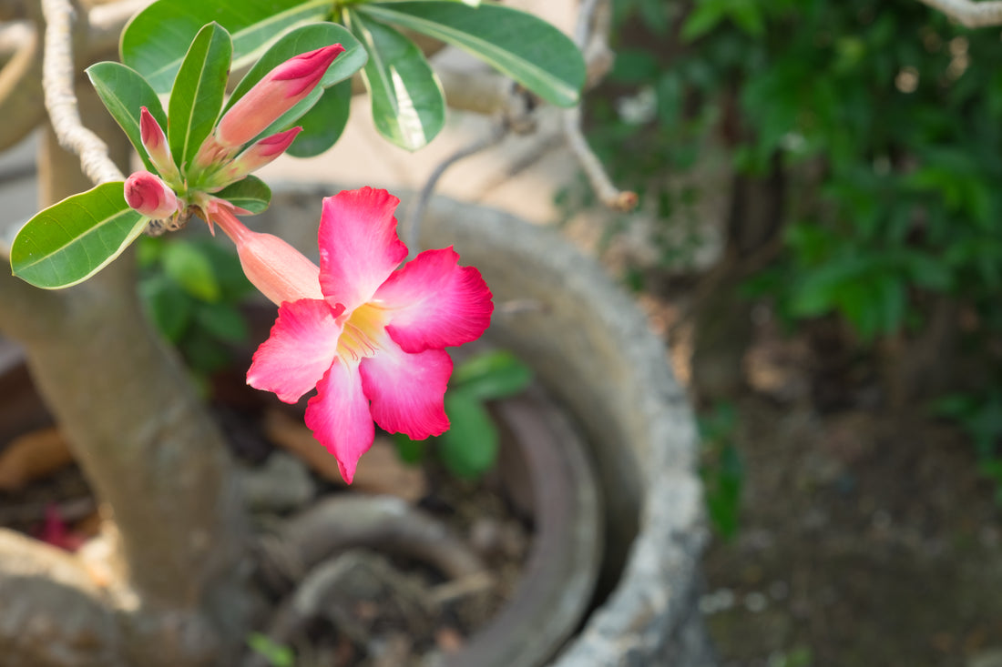 9 Ways to Take Care of Adenium Plant (Desert Rose Plant)