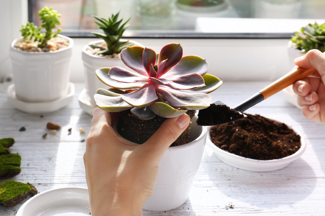 Best Potting Soil for Indoor Succulent Plants