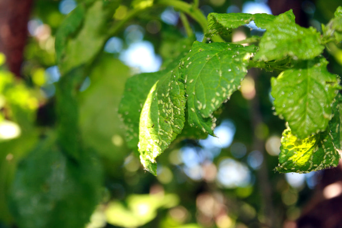 12 AMAZING BENEFITS AND USES OF PURE NEEM OIL FOR PLANTS