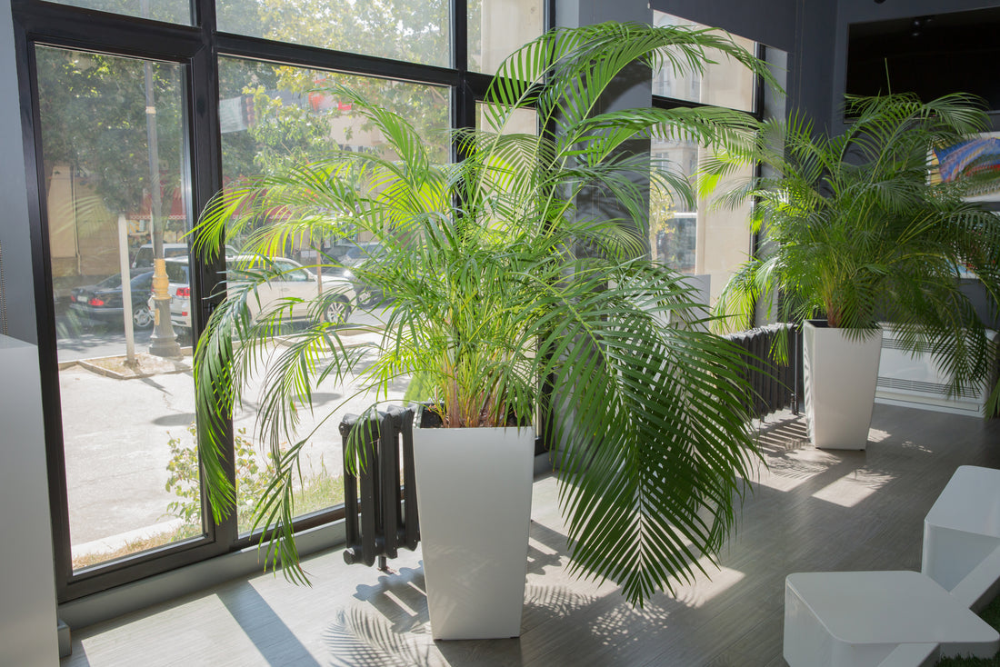 casa de amor Organic Areca palm fertilizer 