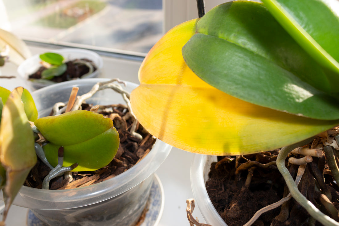 7 Common Causes for Yellowing Leaves on Houseplants