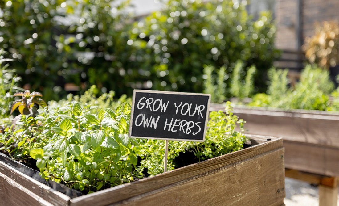 From Seed to Seasoning: 5 Tips for Sowing Herb Seeds in Your Kitchen G ...