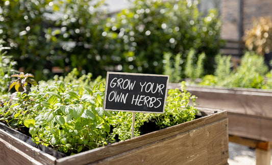 From Seed to Seasoning: 5 Tips for Sowing Herb Seeds in Your Kitchen Garden