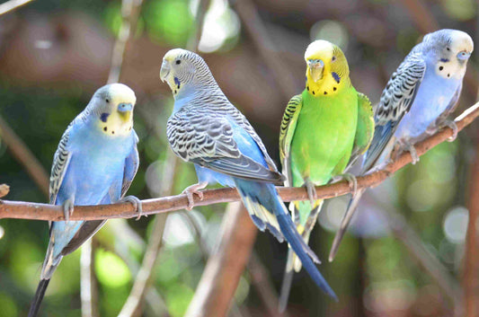 Budgies(parakeets) - All you need to know about them.
