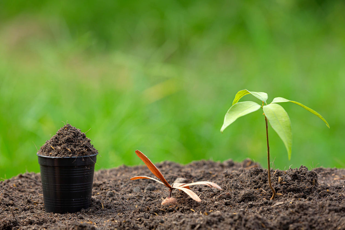 How to Make Soil More Acidic Organically for Gardening