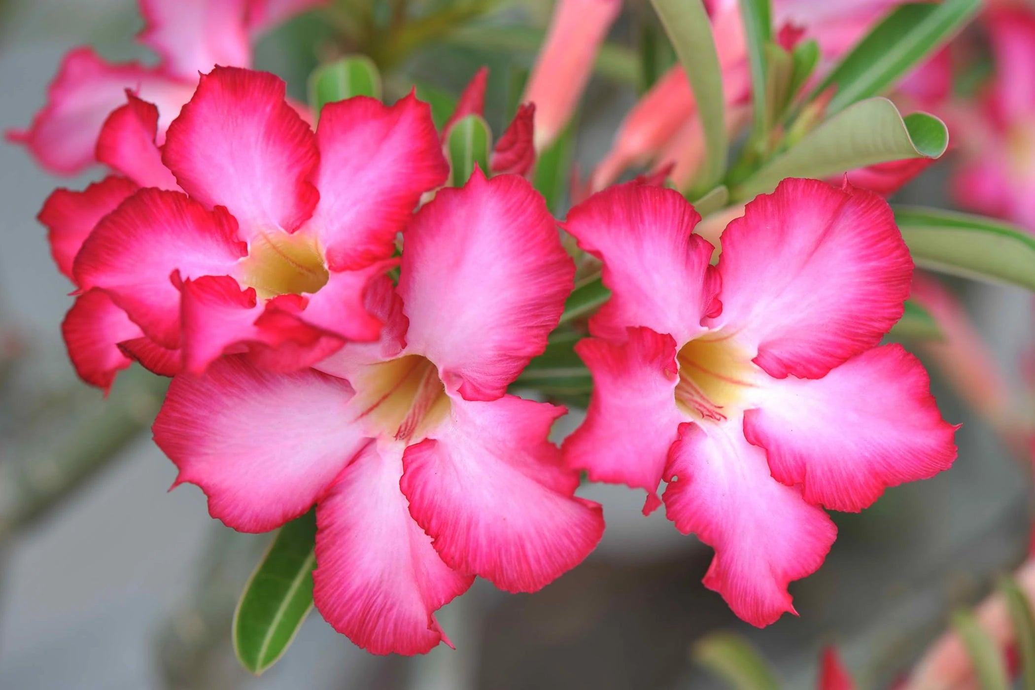 All you need to know aƄout the adeniuм plant - (Desert Rose Plant) – Casa De Aмor