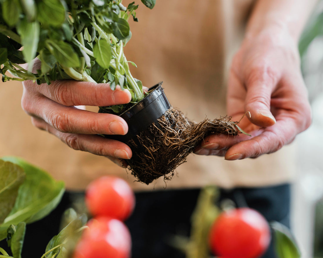 Benefits of Mycorrhiza Bio fertilizer in Gardening and Agriculture