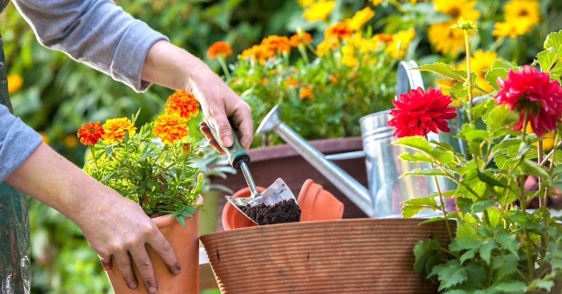 Dive into Green Magic: The Wonders of Seaweed Extract for Your Garden! 🌿