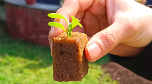 Step-by-Step Guide to Sprouting Your Own Plants with Grow Cubes