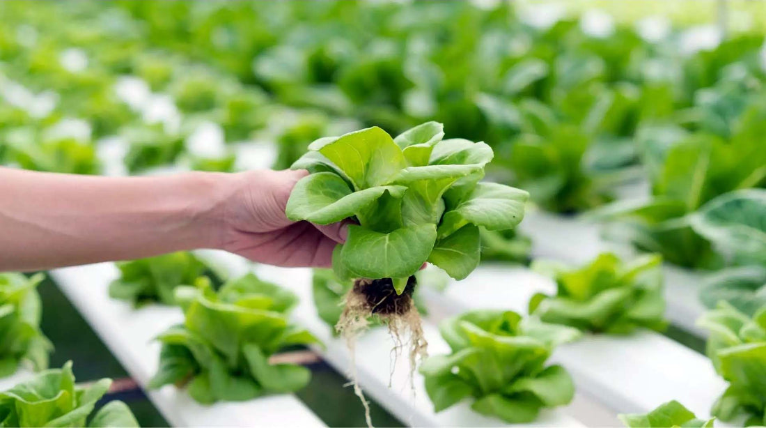 The Advantages of Growing with Water: Top 10 Benefits of Hydroponic Gardening