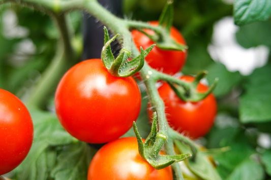 Seven benefits of tomatoes that Make Everyone Love Them.