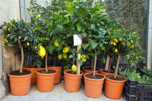 A Complete Guide to Growing and Caring for Your Lemon Tree