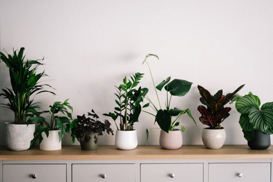 TOP 10 INDOOR AIR PURIFYING PLANTS