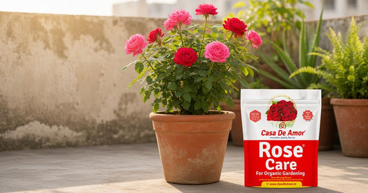potted rose in bloom on an Indian terrace fed with organic fertilizer
