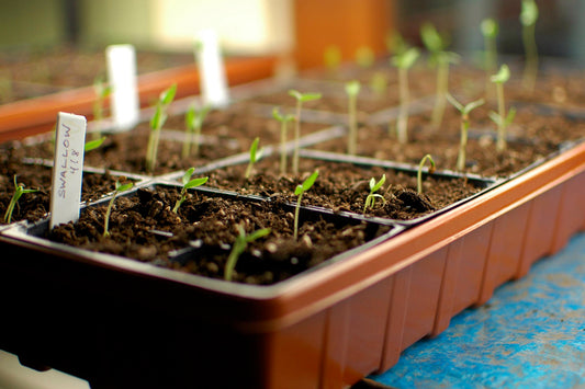 How to get started with seed growing and caring this summer