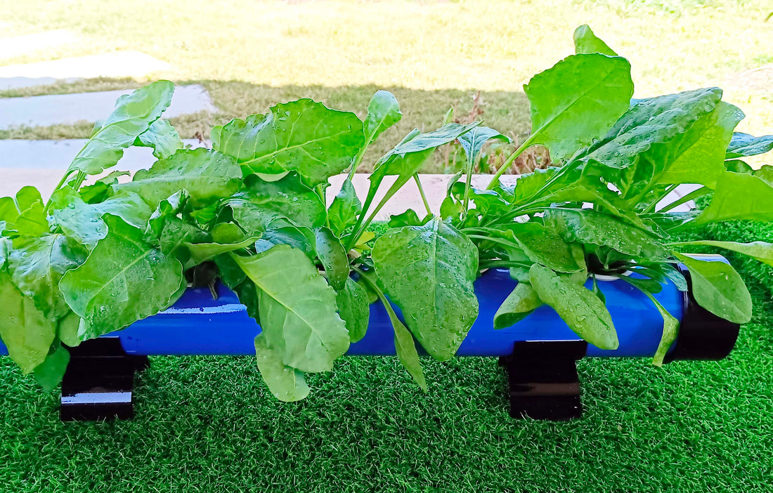 Everything You Need to Know About Hydroponic Spinach