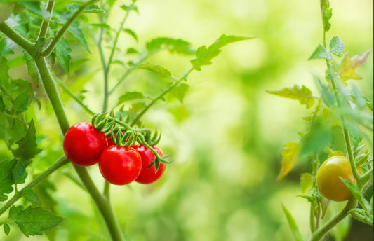 How to grow tomatoes in kitchen garden