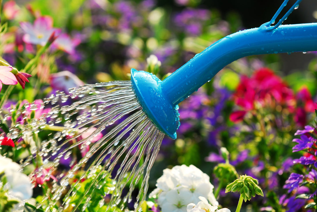 ALL YOU NEED TO KNOW ABOUT - WATERING YOUR GARDENS IN SUMMERS