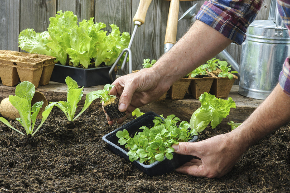 Winter Gardening in India: A Season of Growth and Joy