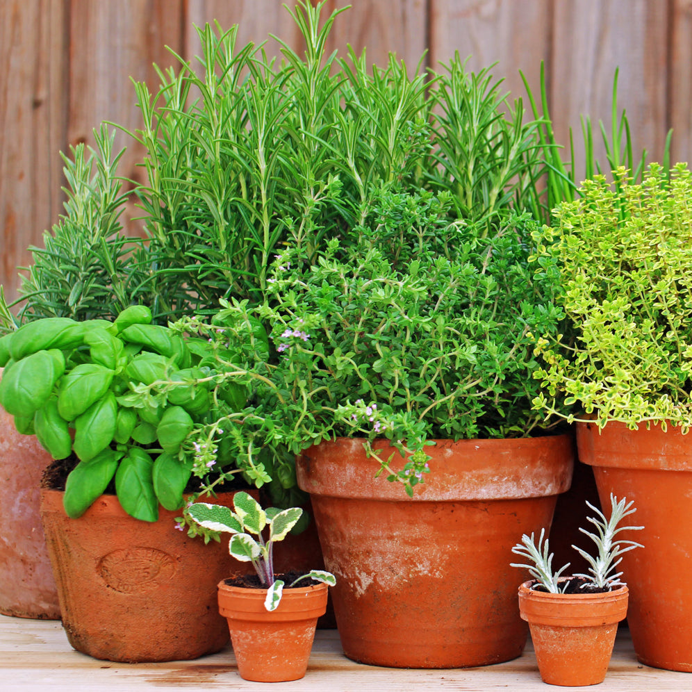 Buy Herb Seeds Online to Grow Your Own Herb at Home – Casa De Amor