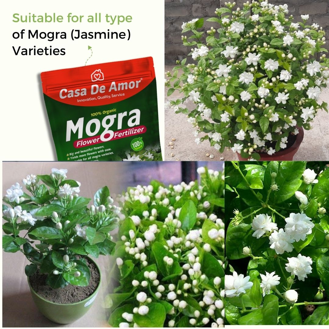 Casa De Amor Organic Mogra / Jasmine Plant Fertilizer | Water Soluble for Abundant Jasmine Blooms and Vibrant Growth