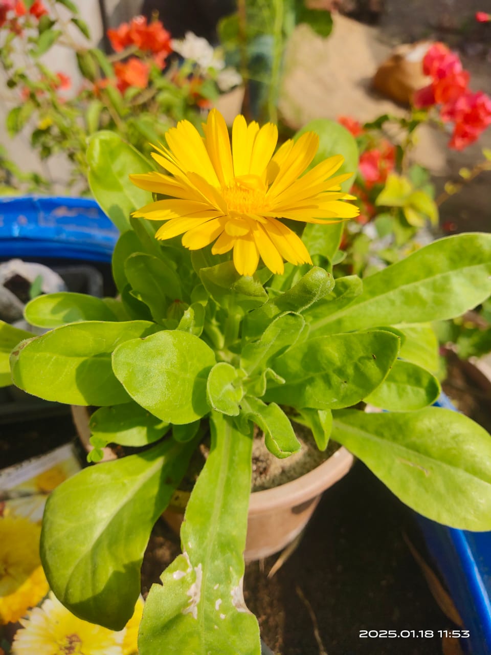 Calendula Fiesta Gitana Mix - 100 Seeds