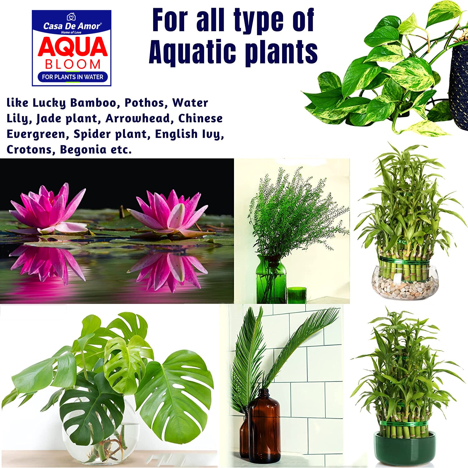 bamboo money plant in water Casa De Amor- Aqua Bloom