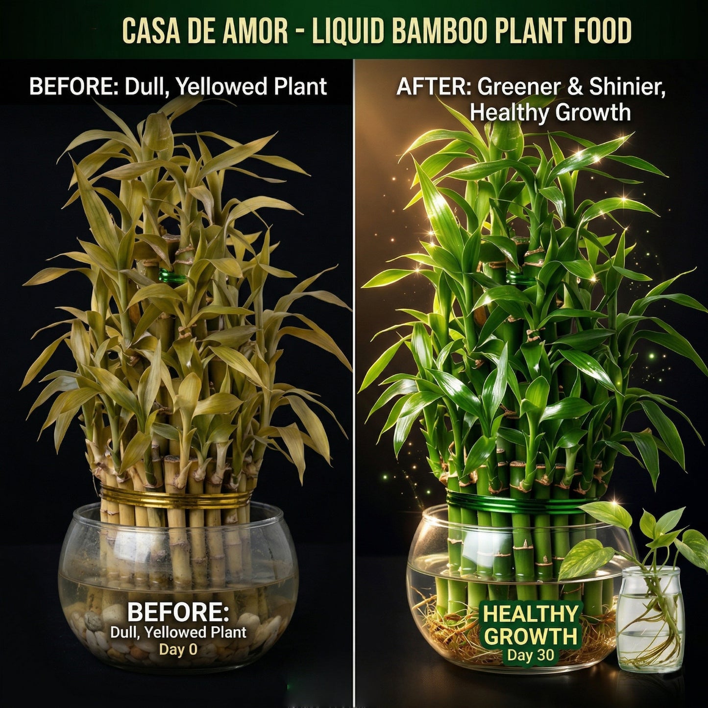 Casa De Amor Bamboo Plant Food for Lucky Bamboo & Money Plants | 2 x 50ml (100ml Total)