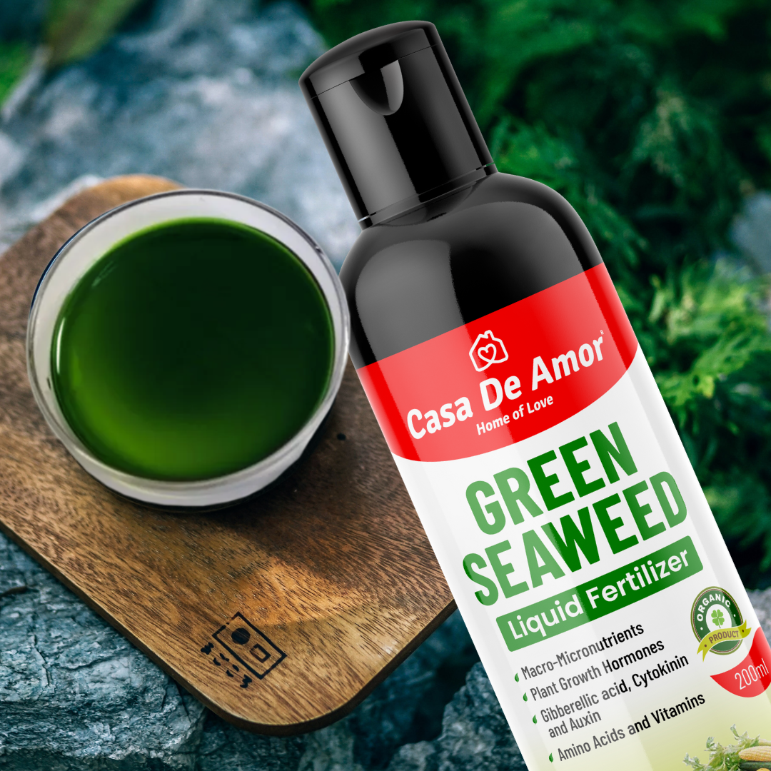 Casa De Amor Natural and Organic Green Seaweed Liquid Fertilizer for Improving Plant Productivity and Soil Quality- 200 ml