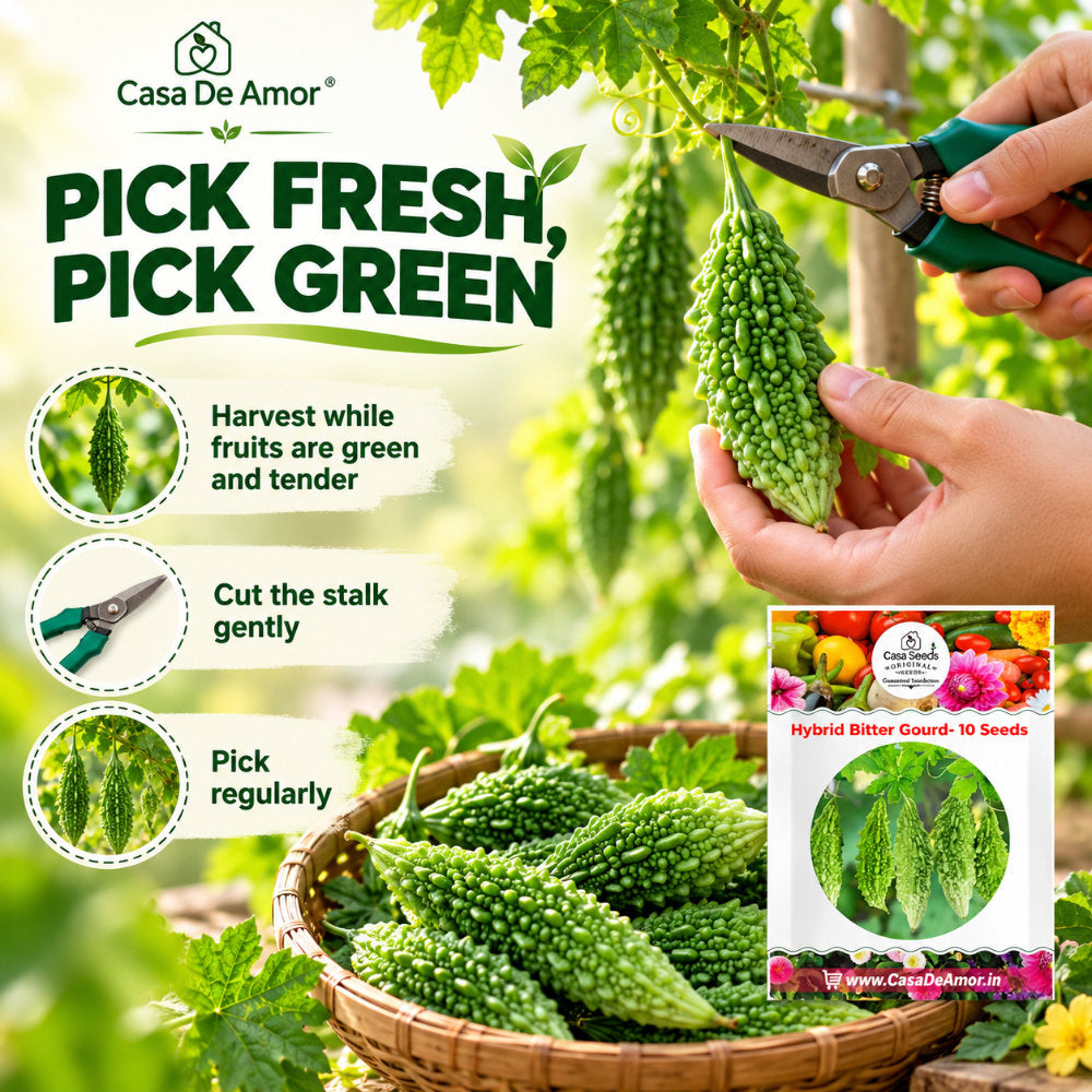Hybrid Bitter Gourd (Karela) Seeds – 10 Seeds