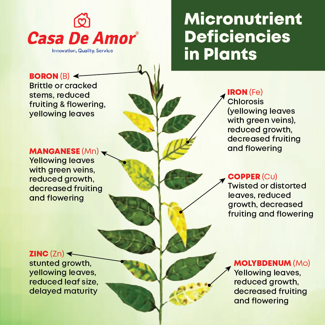 Casa De Amor Micro Nutrient Mix 150gm - Micronutrient Mix Plant Food for Plants- EDTA Chelated Formula - Zinc, Boron, Iron, Manganese and more - 100% Water Soluble