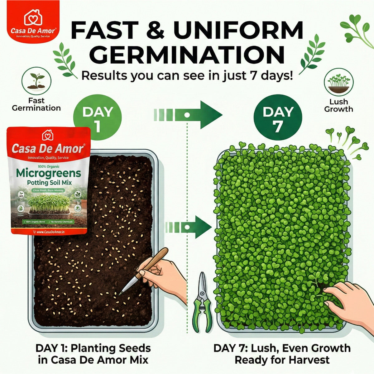 Microgreens Organic Potting Soil, Grow Microgreens in Kitchen Garden, Terrace Garden