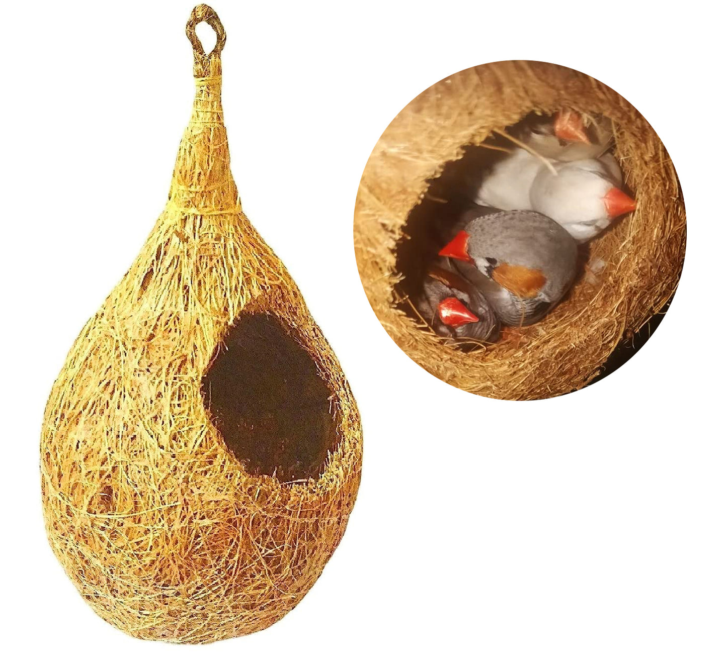 Casa De Amor Organic Large Size Bird Nest | Purely Made by Bird Building Technique Bird House (Hanging, Wall Mounting, Tree Mounting) (Pack of 1)