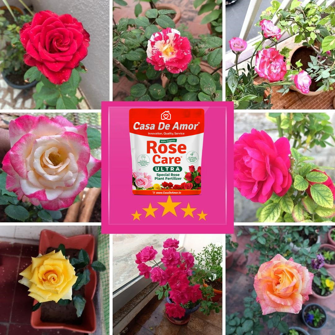 Casa De Amor Organic Rose Care Ultra Fertilizer – for Rose Plants | 100% Natural, Boosts Flowering 40%