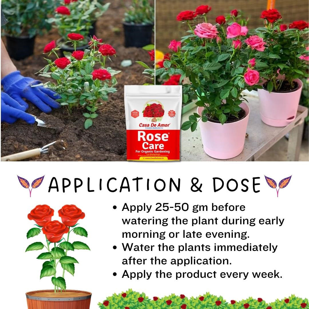 application of rose fertilizer 
