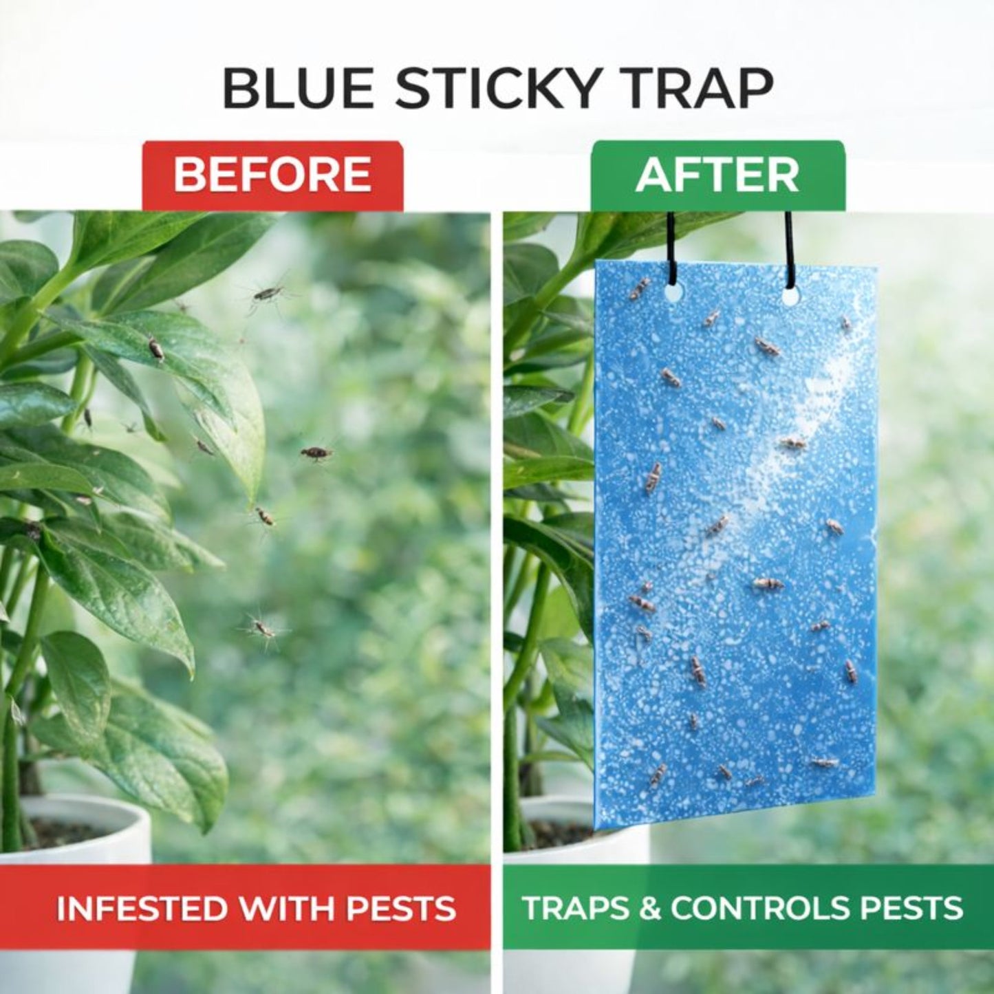 Casa De Amor Sticky Pads for Sticky Trap for Insects Pack of 10 Sheets | for Garden & Agriculture to Control Whiteflies, Aphids, Thrips, Jassids| Fly Catcher Insect Catcher Glue Trap for 100% Results