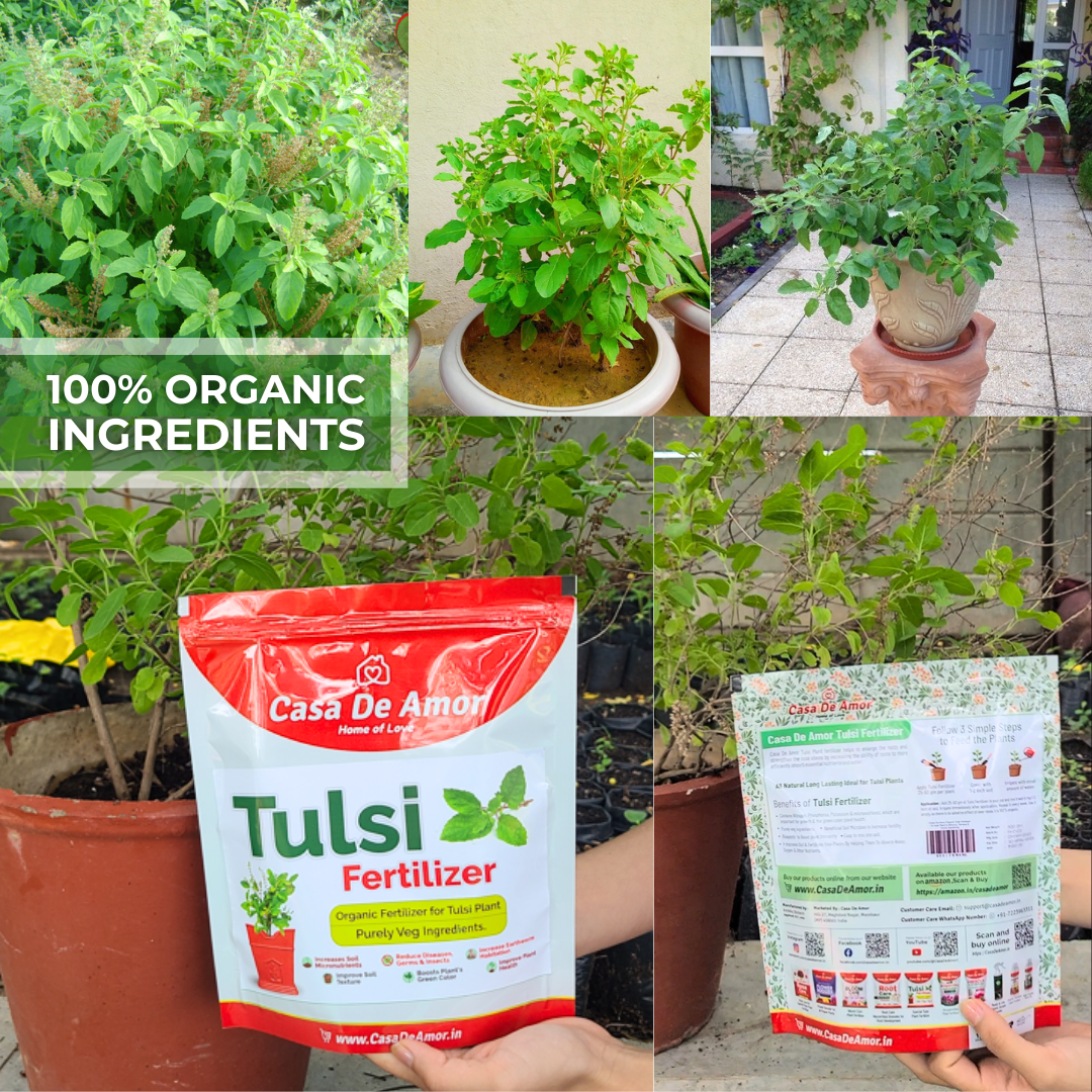 Organic Tulsi Fertilizer for tulsi plant in Balcony, Terrace & Home Gardening
