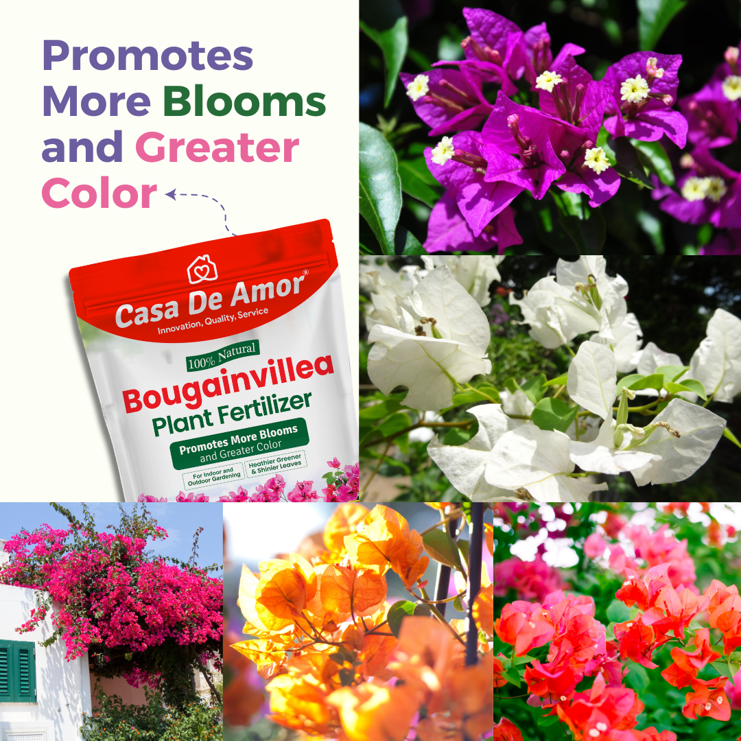 Casa De Amor Bougainvillea Plant Fertilizer, Promotes More Blooms and Greater Color