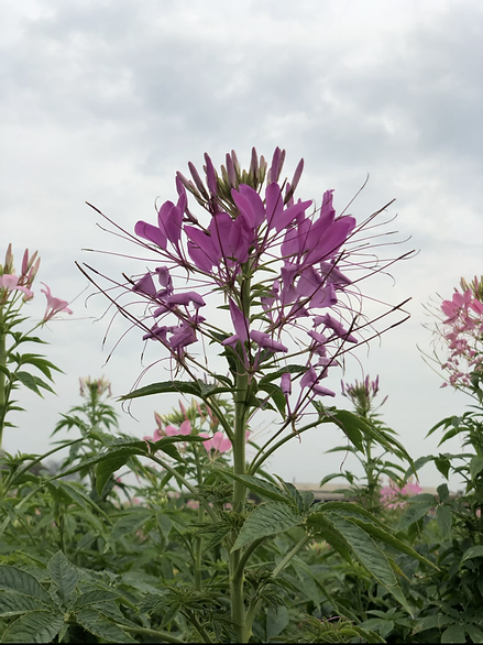 Cleome spinosa Mixed- 100 Seeds