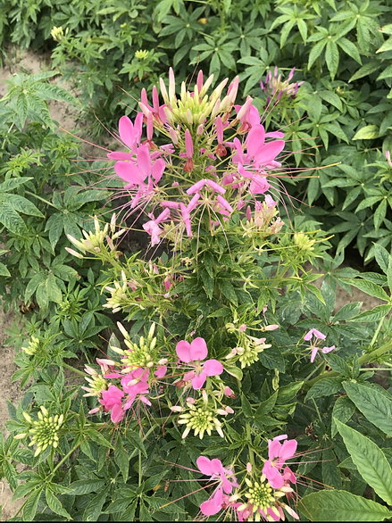 Cleome spinosa Mixed- 100 Seeds
