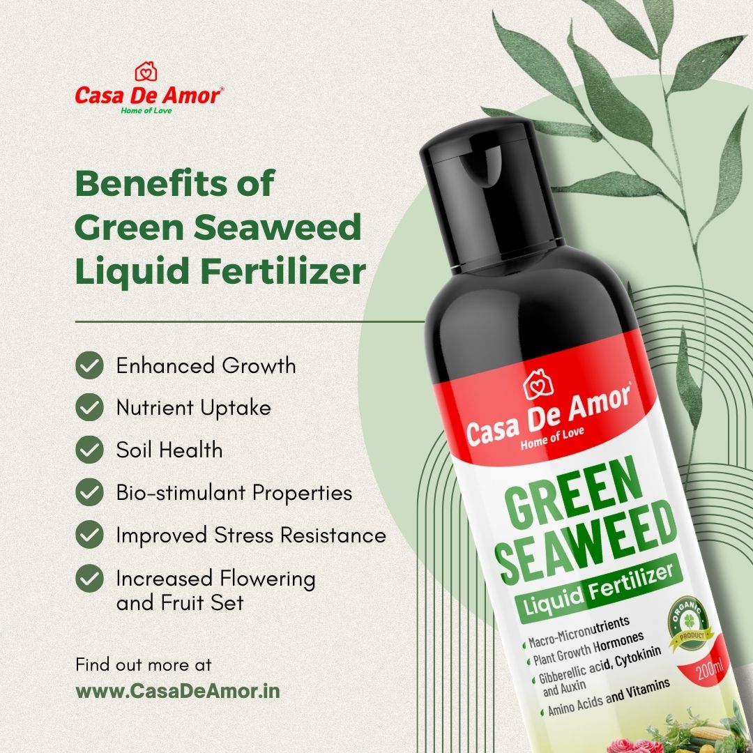 Casa De Amor Natural and Organic Green Seaweed Liquid Fertilizer for Improving Plant Productivity and Soil Quality
