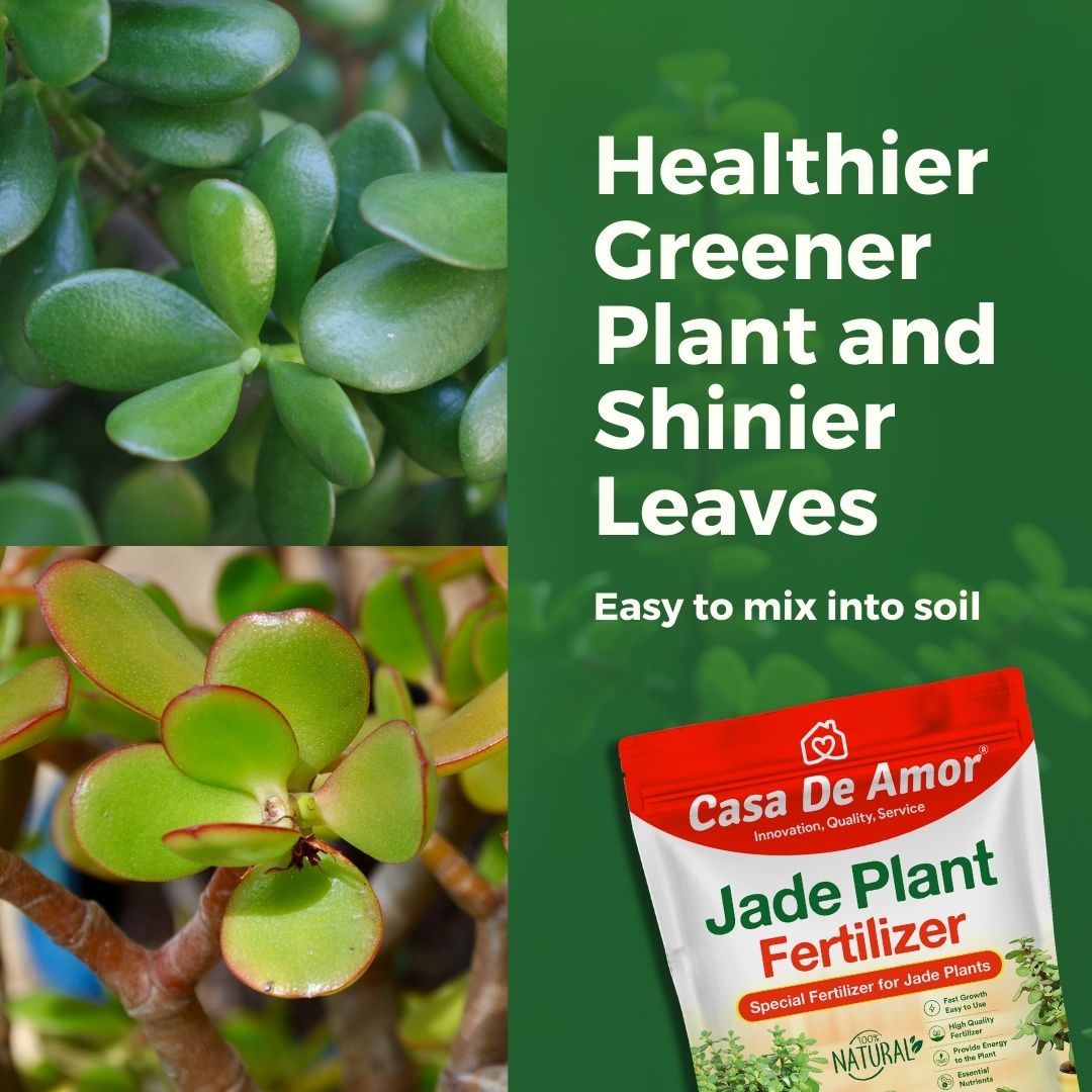 Casa De Amor Organic Jade Plant Fertilizer, Heathier Greener and Shinier Leaves | Jade Good Luck Feng Shui Plant Fertilizer