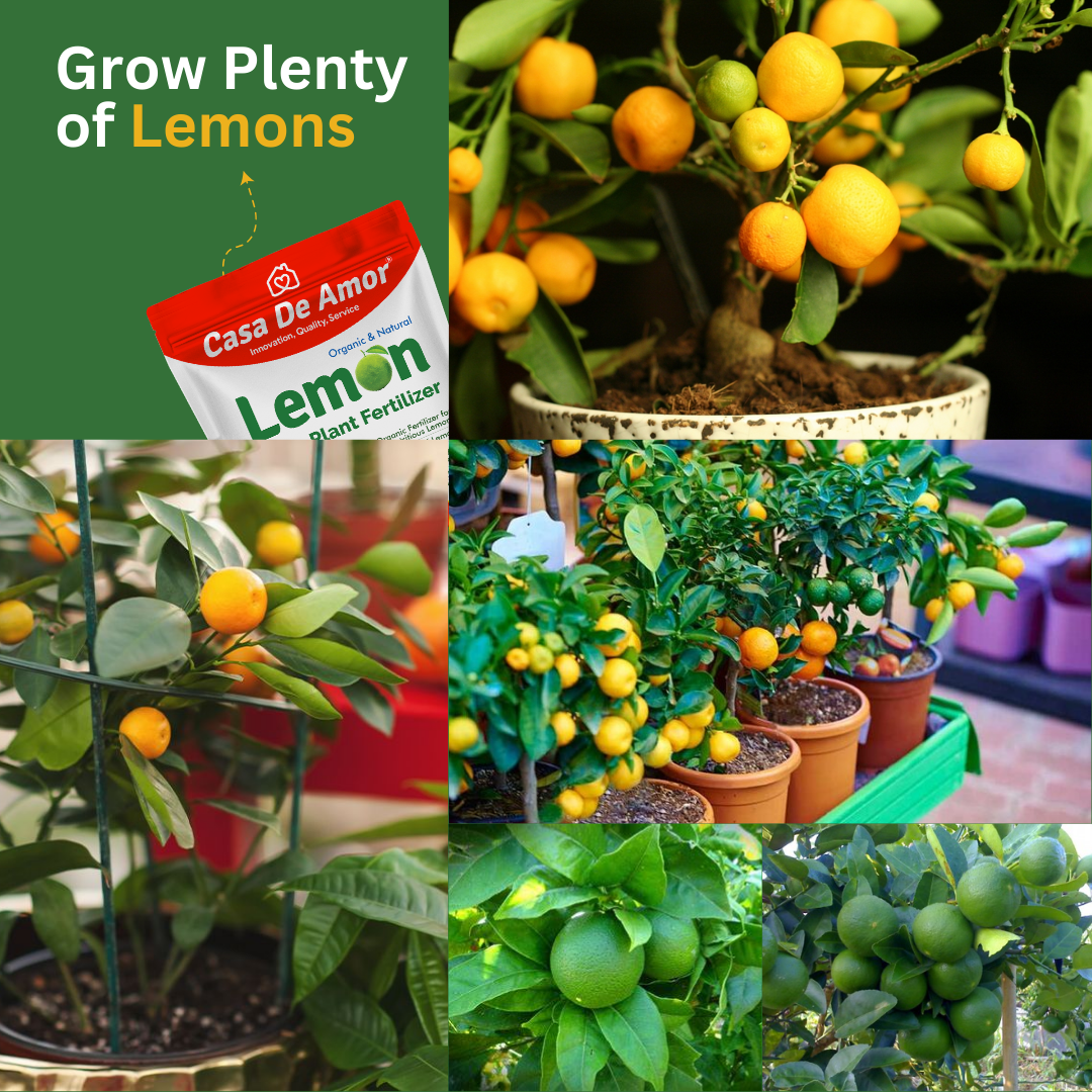 Natural & Eco-Friendly Lemon Plant Fertilizer