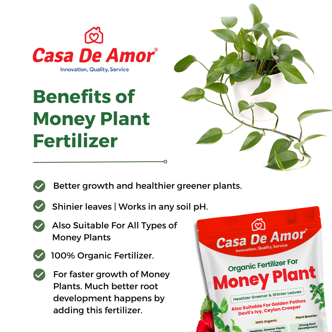 Money Plant Fertilizer, Heathier greener and Shinier leaves for Indoor and Outdoor Gardening