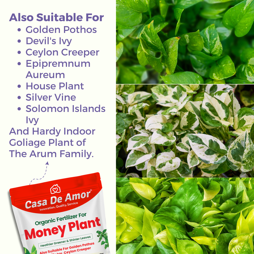 Money Plant Fertilizer, Heathier greener and Shinier leaves for Indoor and Outdoor Gardening