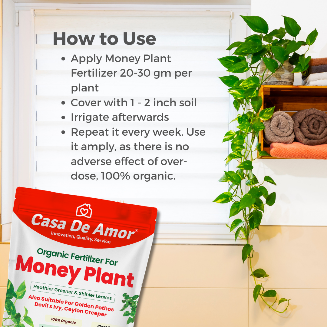 Money Plant Fertilizer, Heathier greener and Shinier leaves for Indoor and Outdoor Gardening