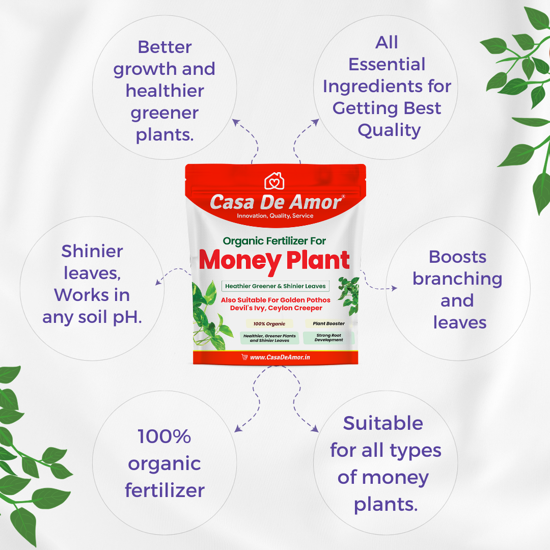 Money Plant Fertilizer, Heathier greener and Shinier leaves for Indoor and Outdoor Gardening