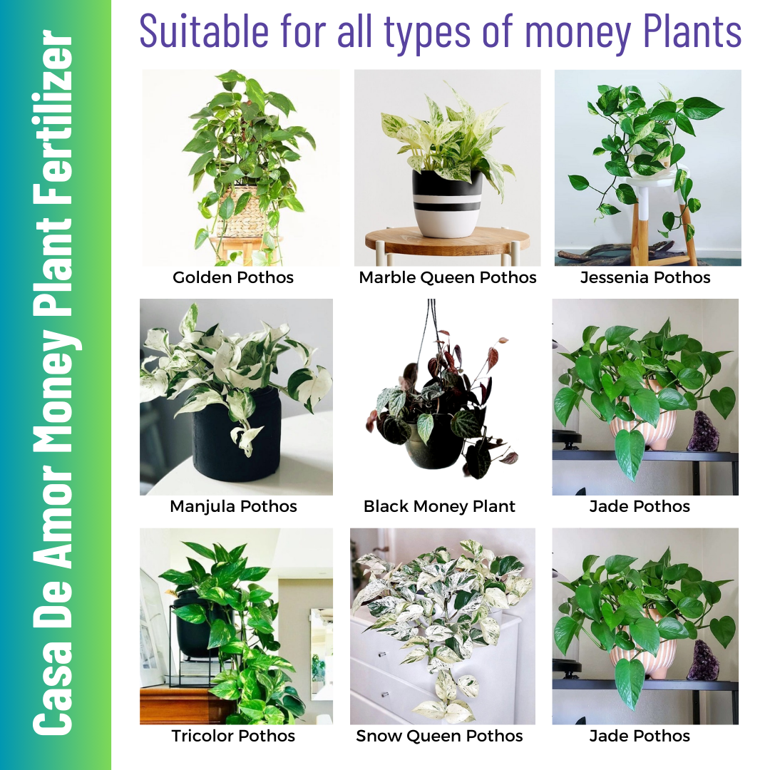Combo Pack_Tulsi Fertilizer (900 gm) + Money Plant Fertilizer (900 gm) for Balcony, Terrace & Home Gardening